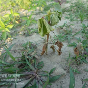 ঢেঁড়শের গোড়া পচা রোগ